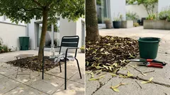Eschen-Ahorn im Garten: Was du vor dem schnellen Schatten wissen solltest
